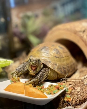Tertl mid-bite at a white plate of sweet potato and Fluker's Land Tortoise Diet