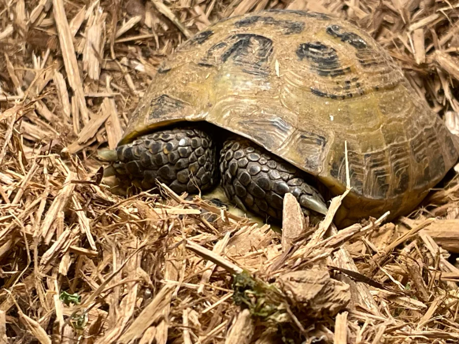 Tertl completely withdrawn into her shell, legs sealing the opening