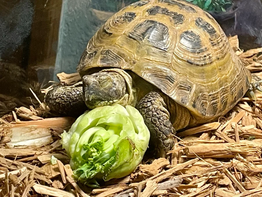 Tertl asleep with her face resting on a head of butter lettuce